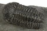 Detailed Morocops Trilobite - Morocco #325998-1